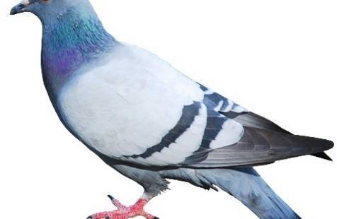 Google Pigeon Update