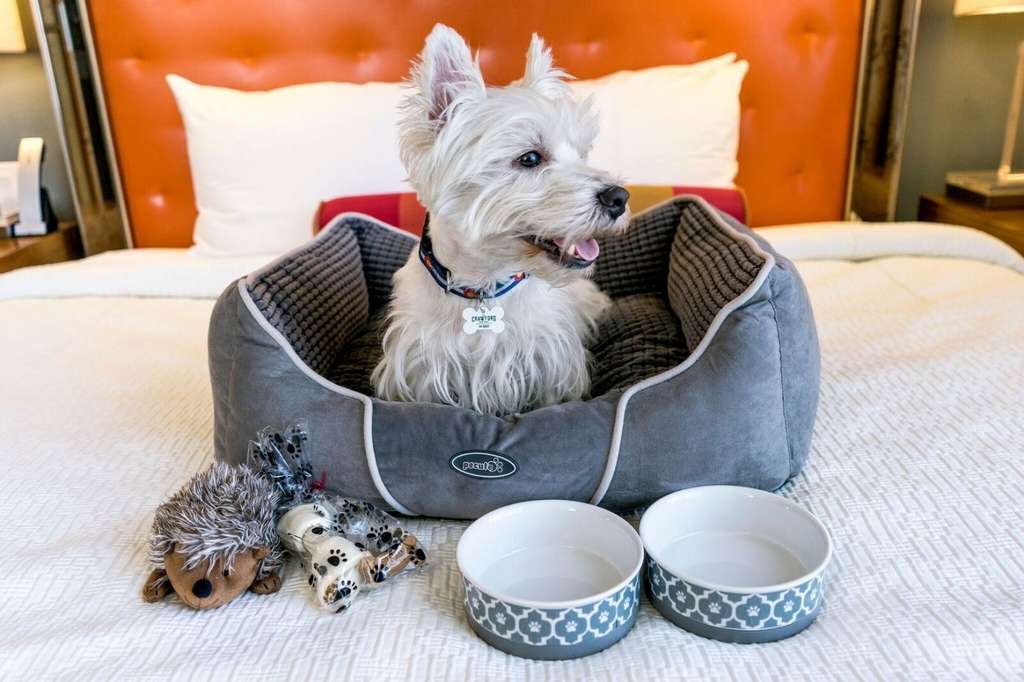 Top Pet-Friendly Hotels