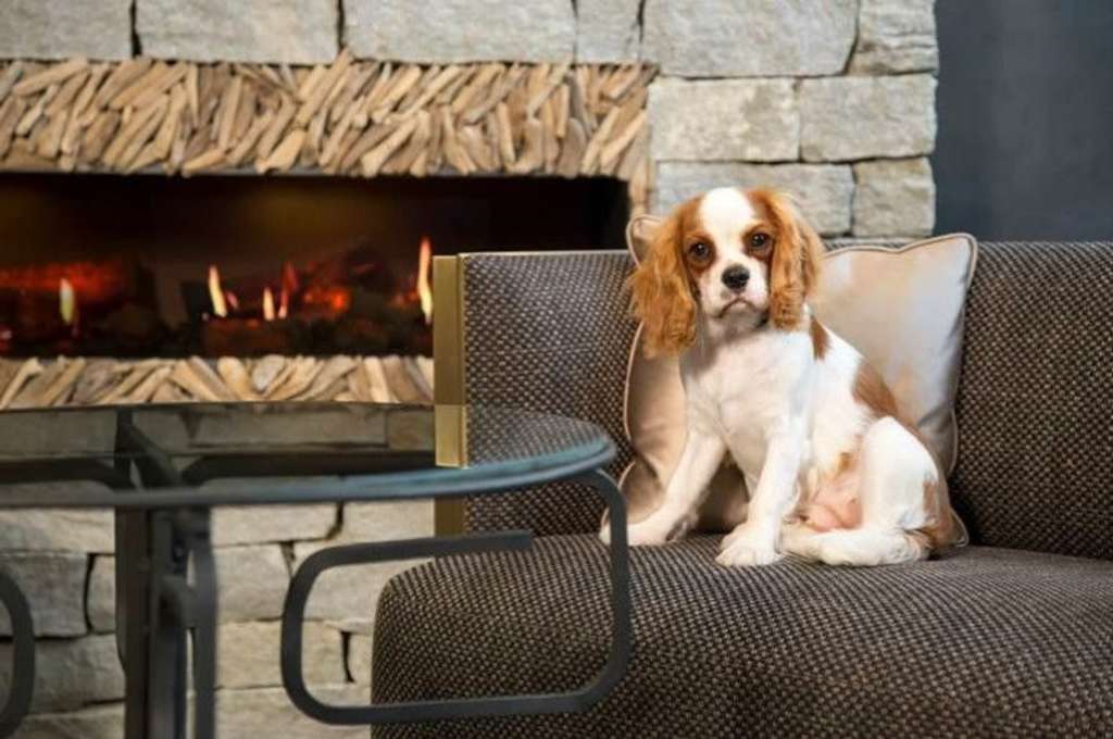 Top Pet Friendly Hotels Around The World