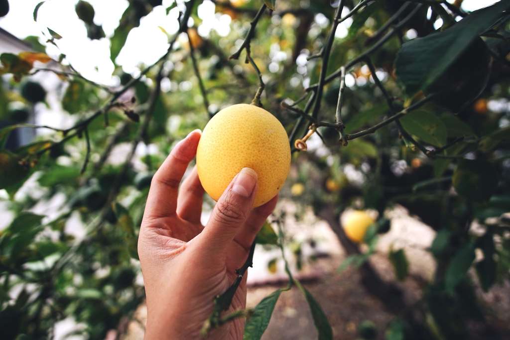 Hand picking an orange — Photo by Booking.com