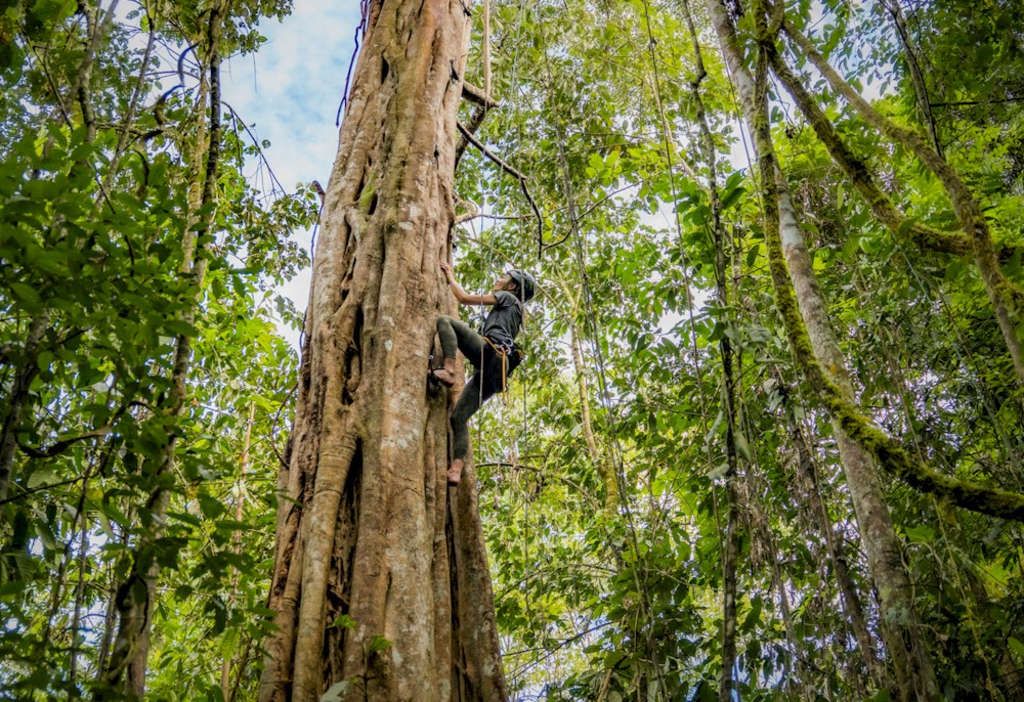 Ficus tree climbing at Hacienda AltaGracia, Auberge Resorts Collection— Photo by Auberge Resorts Collection